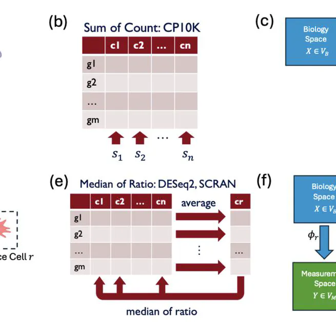 Robust Learning of Transfer Functions for Single-Cell Transcriptomics Depth Normalization